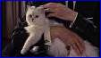 blofeld.jpg